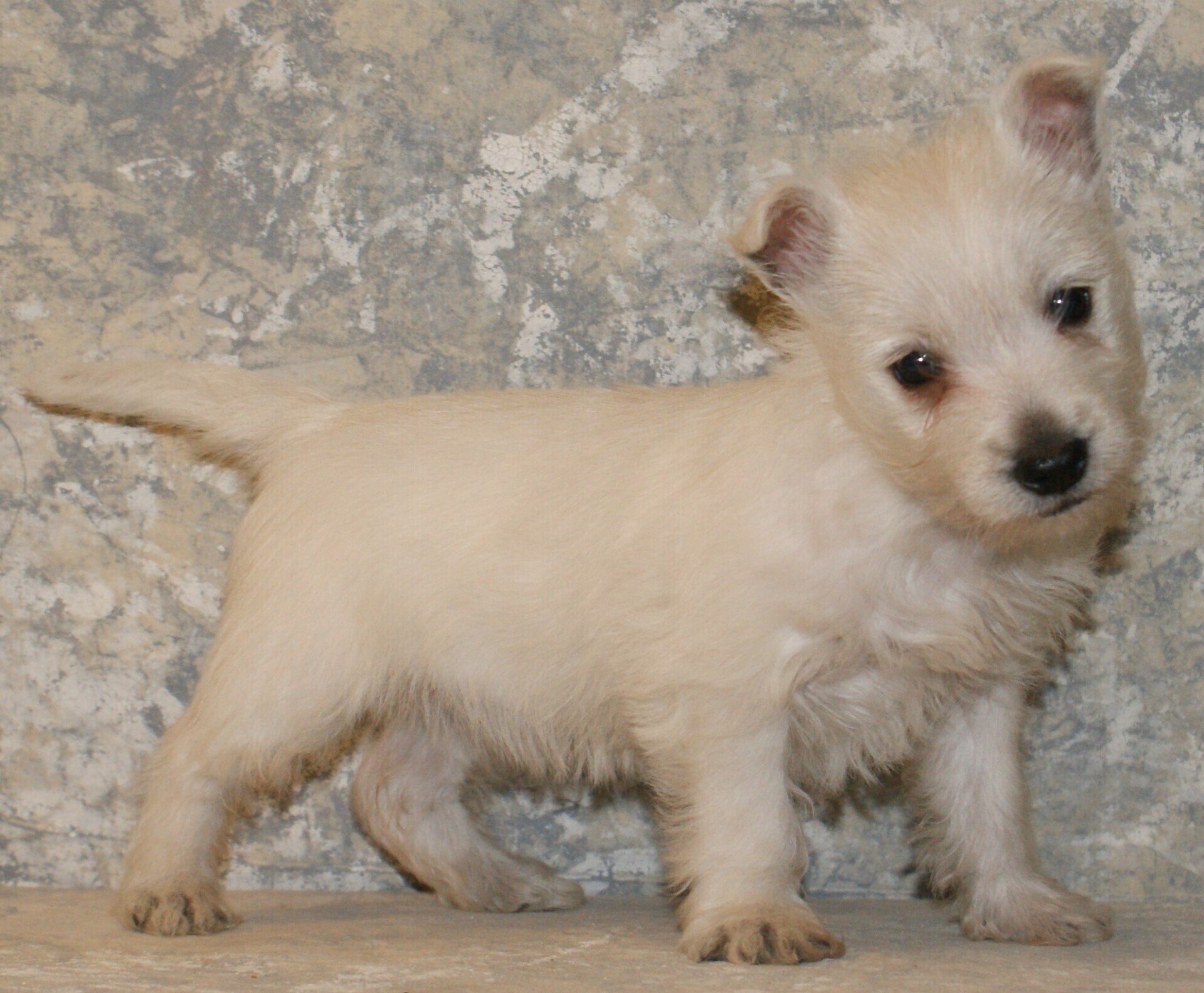 Puppies for Sale Mountain Ash Kennel