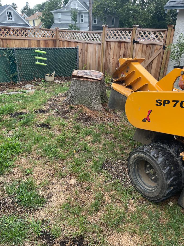 Tree Services Havertown, PA Jones Tree Services