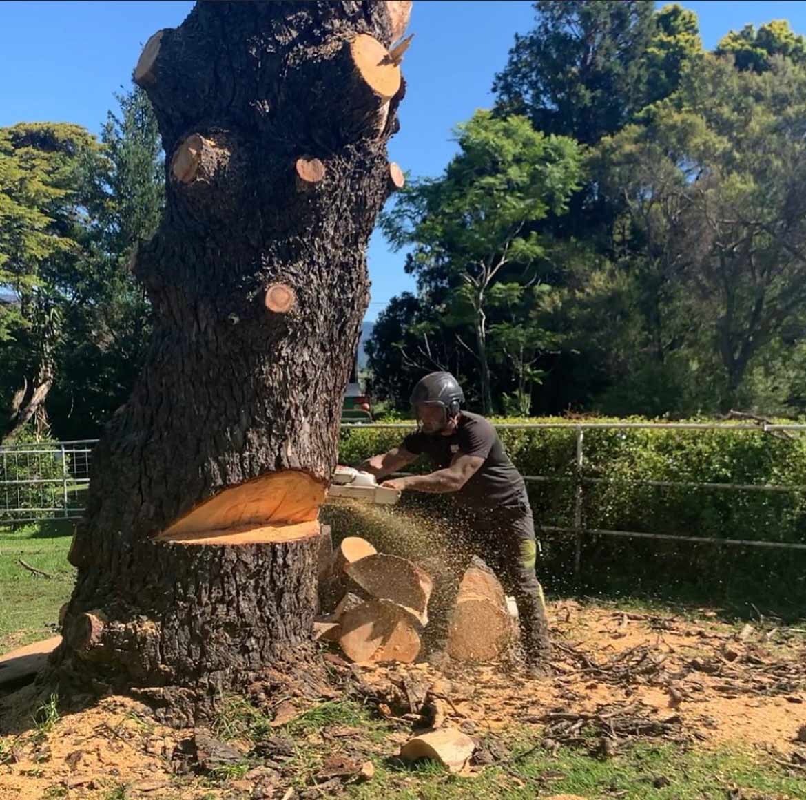 Dingo’s Tree Service Tree Services in Wollongong