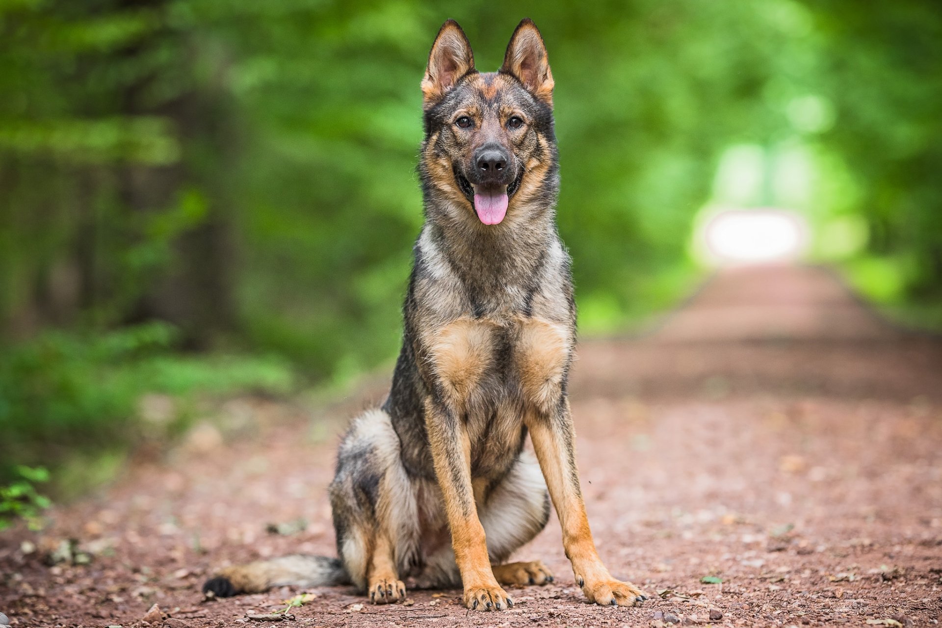 Protection Dogs for Sale