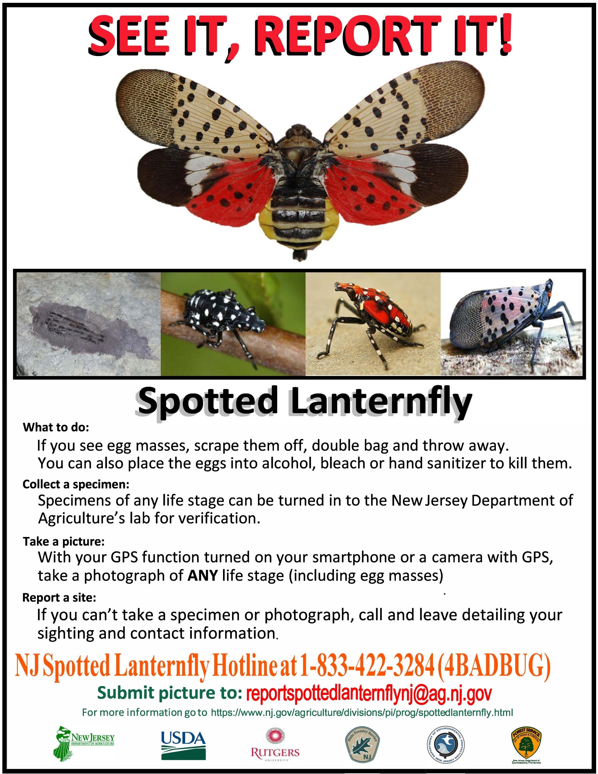 Spotted Lantern Fly Instructions