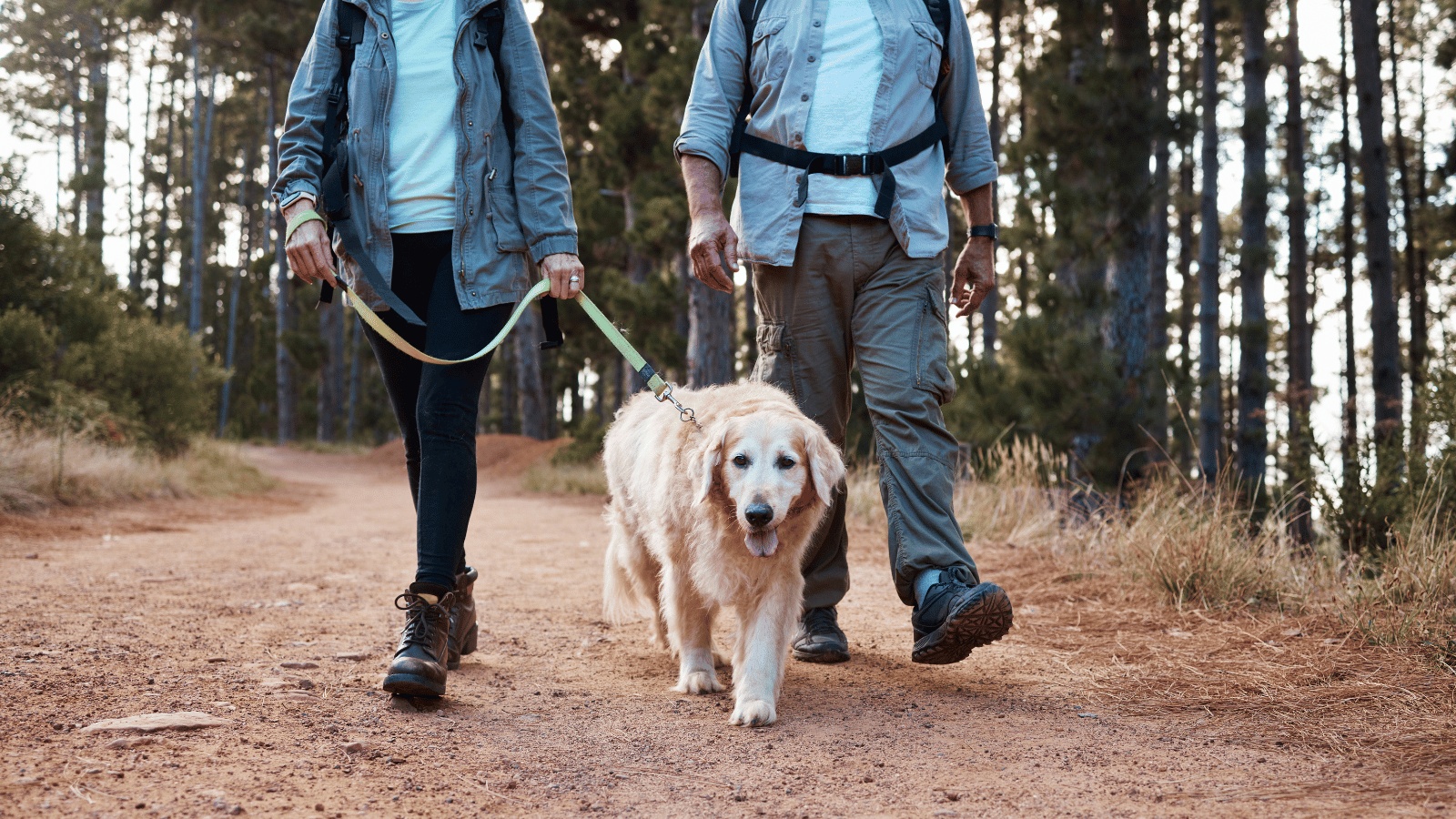 How to Care for a Senior Dog Chipman Road Animal Clinic