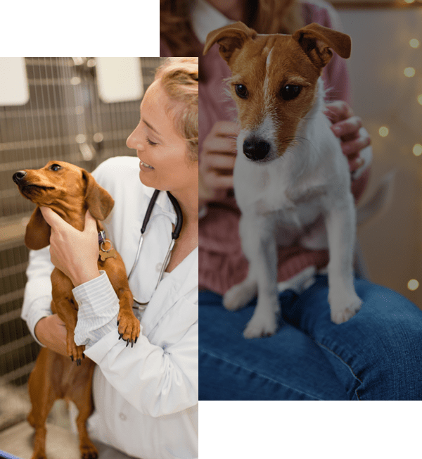 Dog Vet Akron, Dog Veterinarian Wadsworth OH