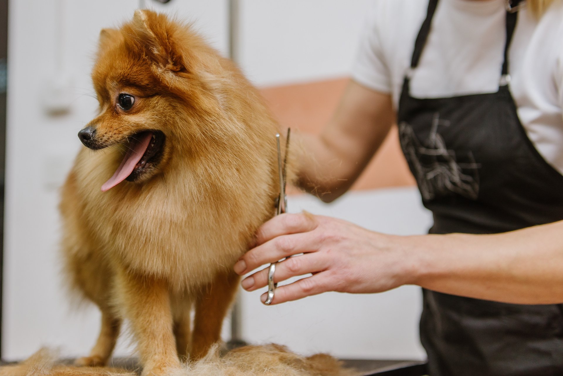 Mobile Pet Grooming West Palm Beach, FL