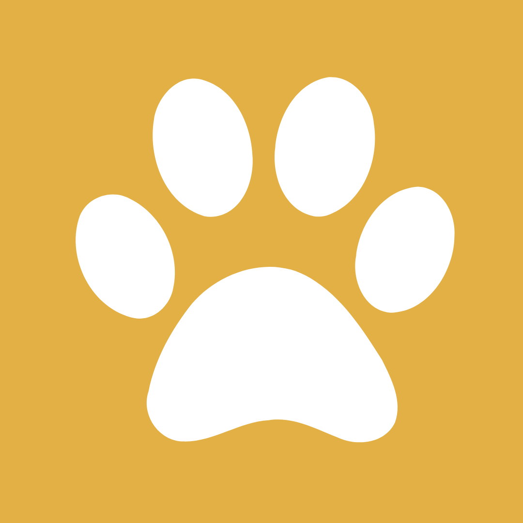 Professional Pet Cleaning Products Near Me Mr. Derpy