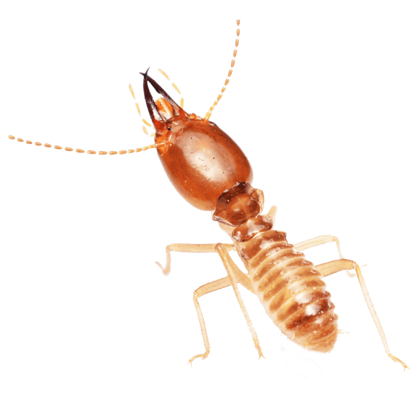 Termite Control Mechanicsville & Richmond, VA Ambush Pest Control, Inc.
