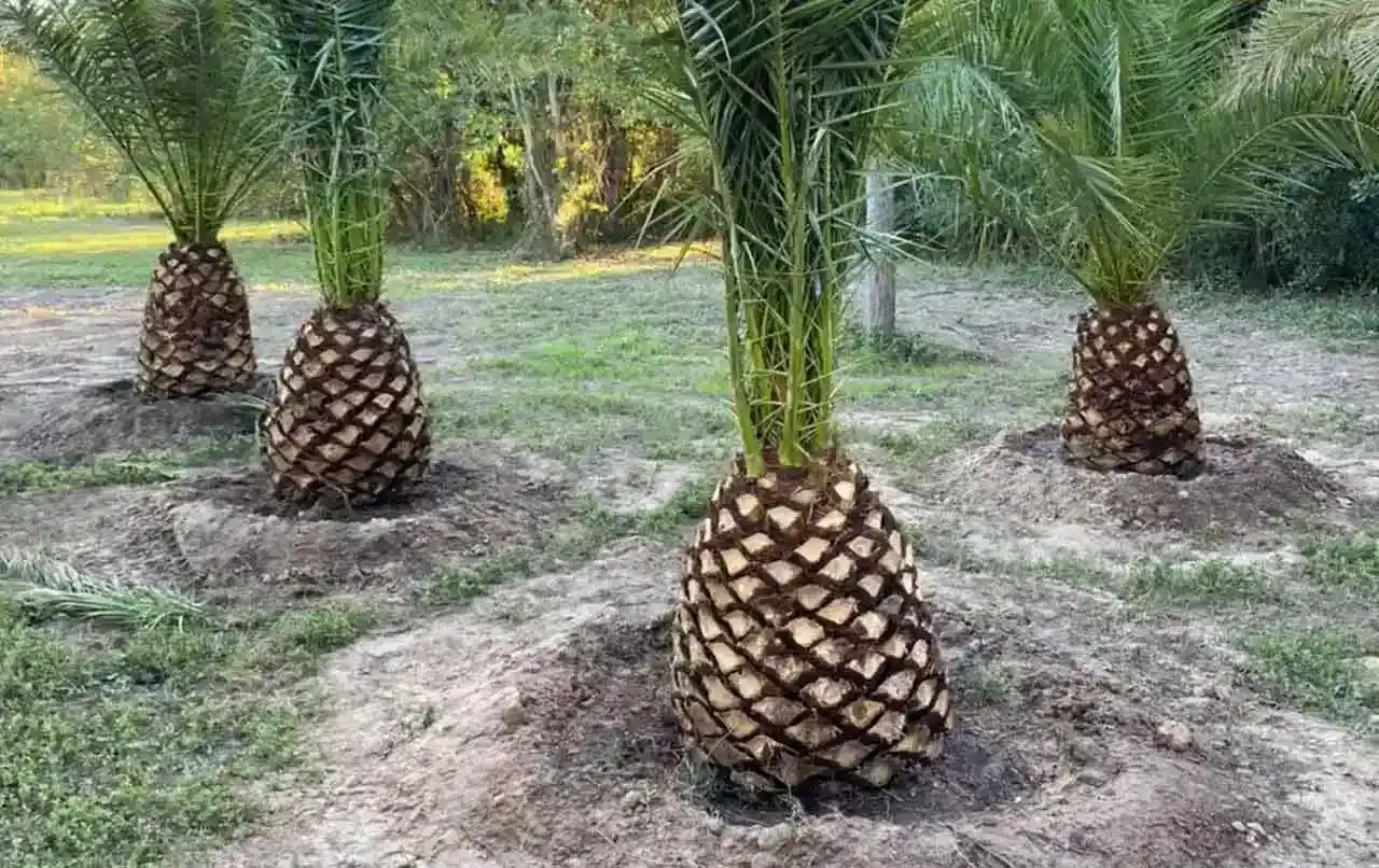 Dwarf Palm Trees Perfect Types for Small Spaces