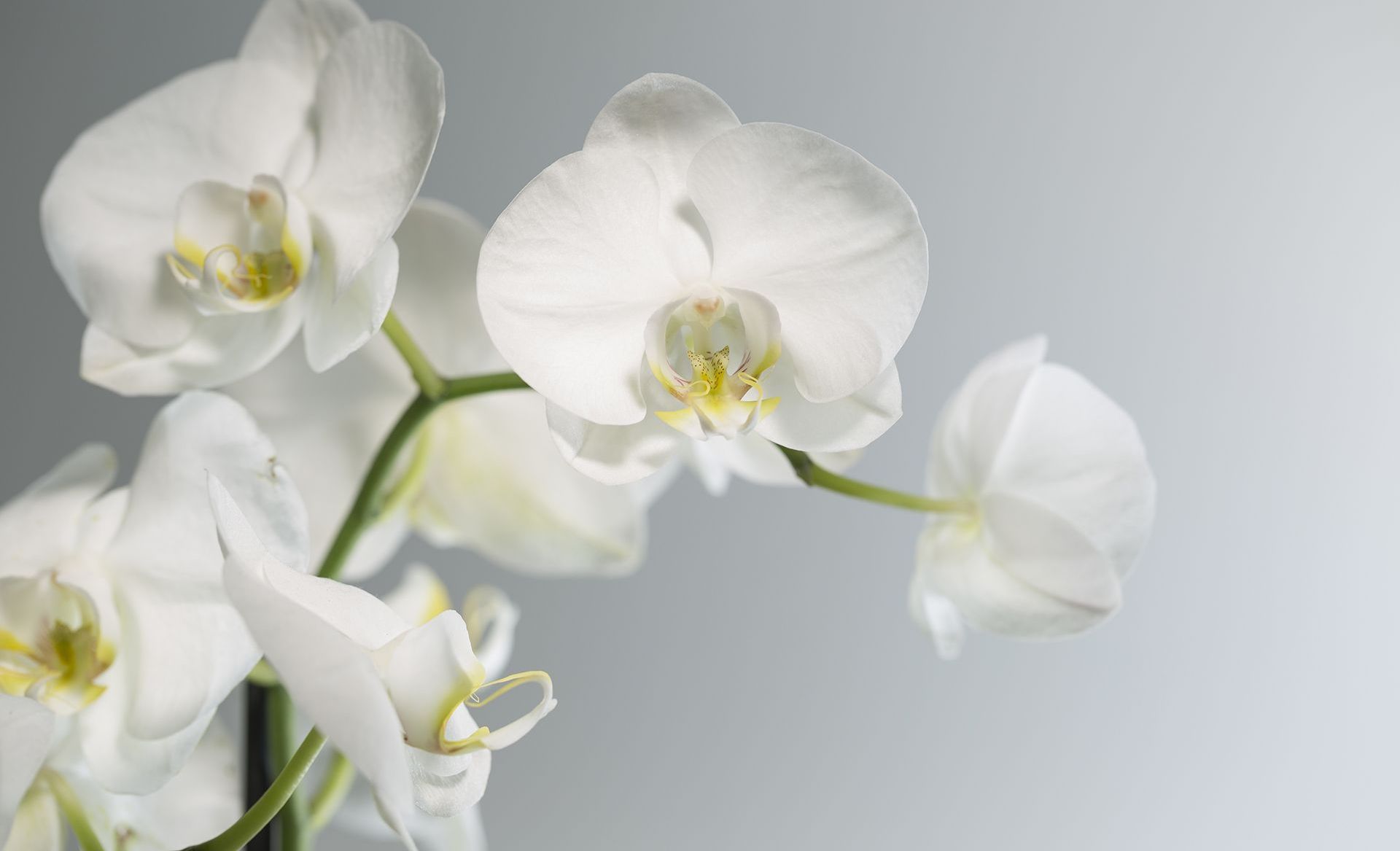 Gilbert Funeral Home Franklin, KY