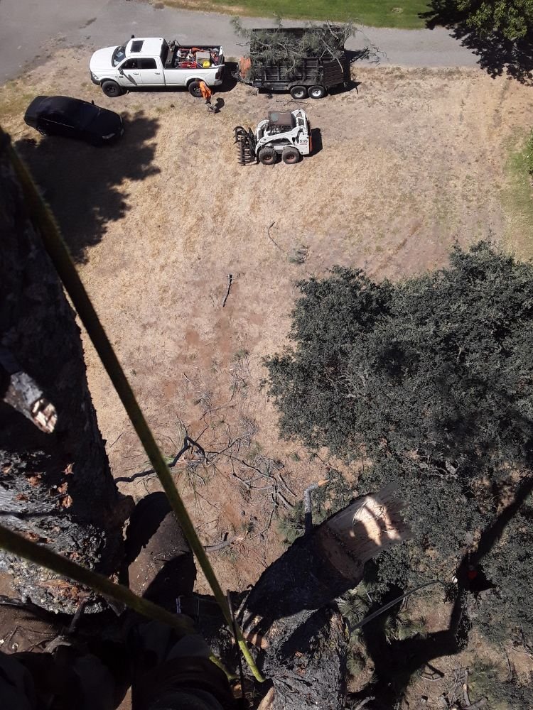 Tree Trimming, Pruning Vacaville, CA Affordable Arborists