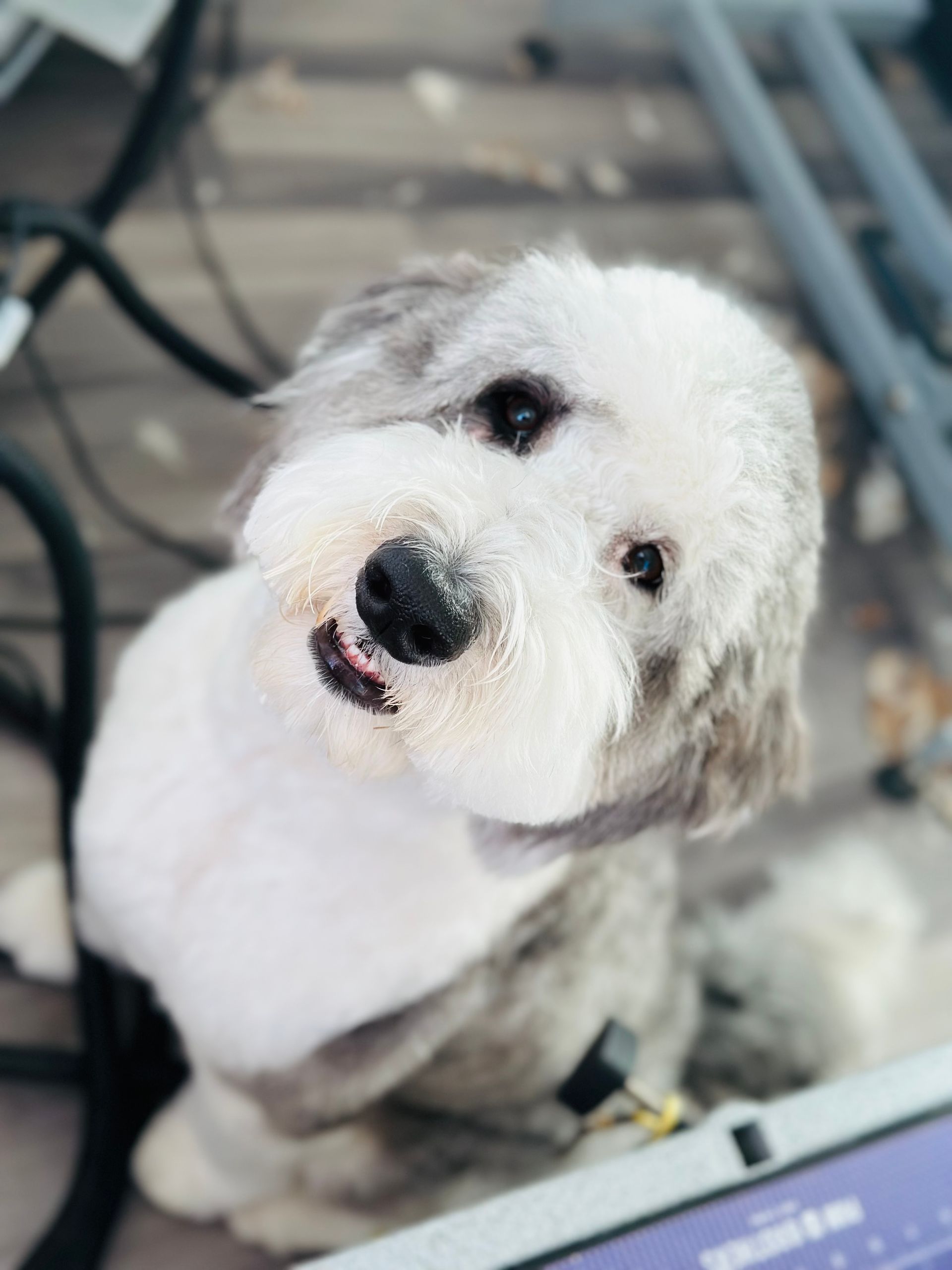 Sudzee Pups Dog Grooming in Hicksville