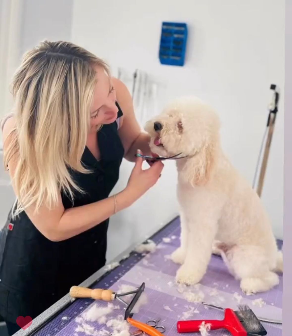 Sudzee Pups Dog Grooming in Hicksville