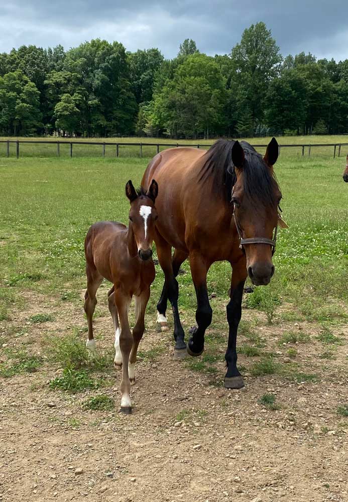 Stonegate Farm Gallery