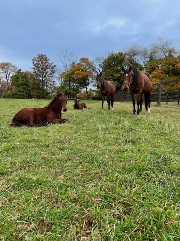 Stonegate Farm Gallery