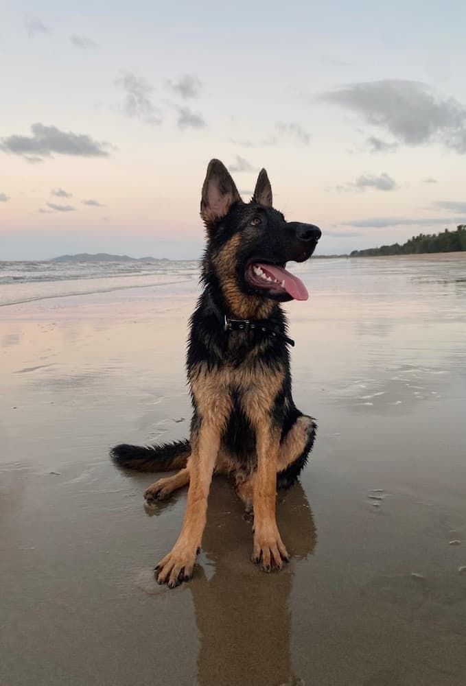 Pet Supplies in Townsville Hungry Dog Pet Supplies