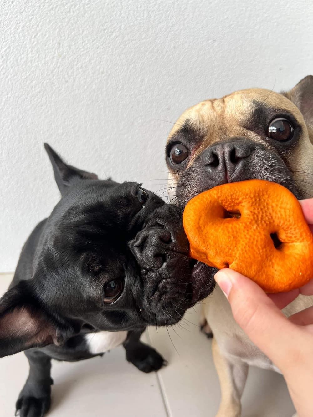 Shop Hungry Dog Pet Supplies