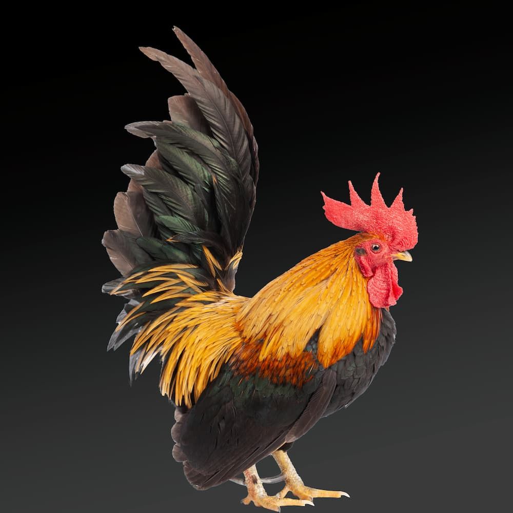 Hungry Dog Pet Supplies Pet Shop in Townsville