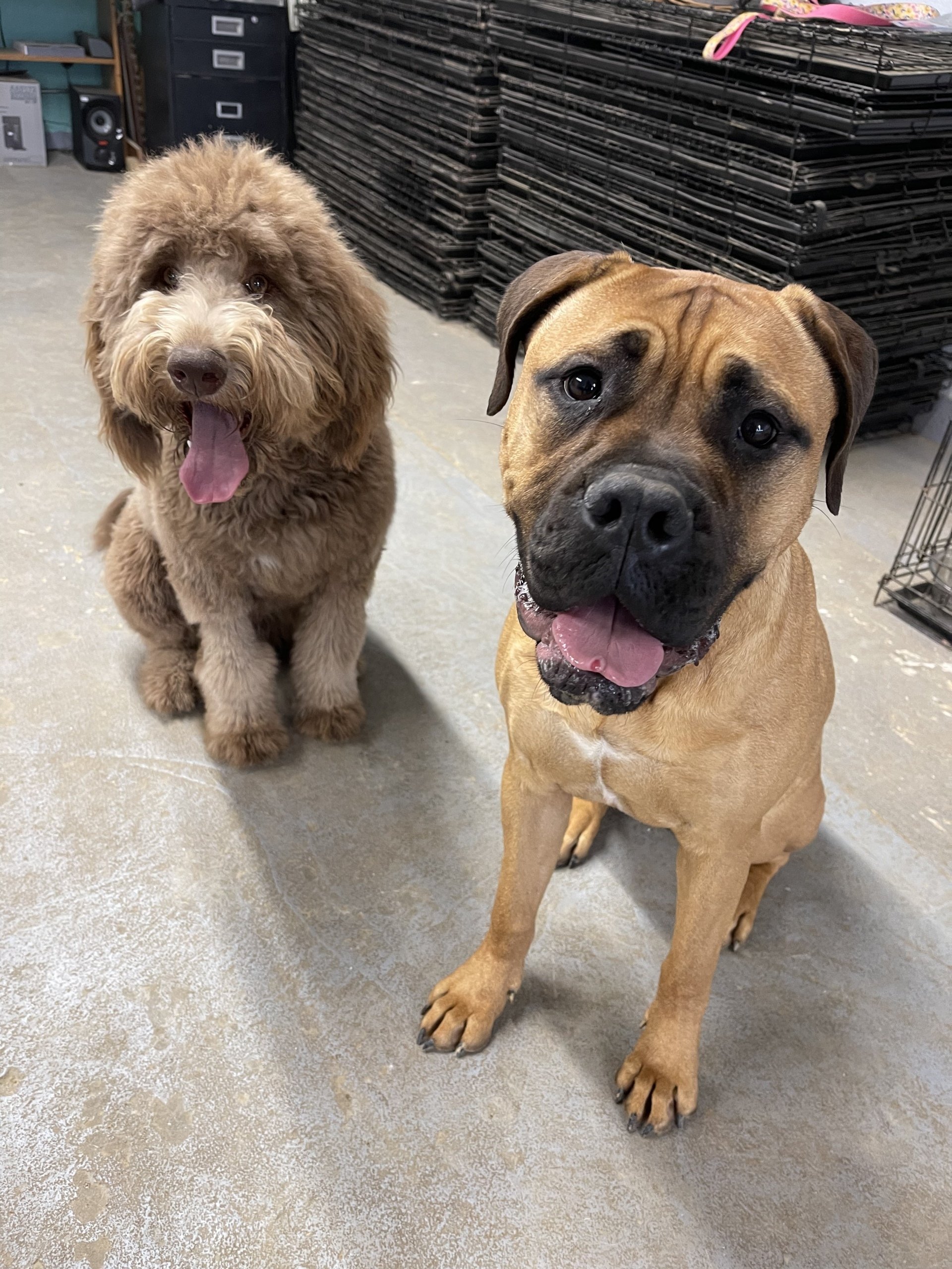 Contact River Retriever Kennels Paducah, KY