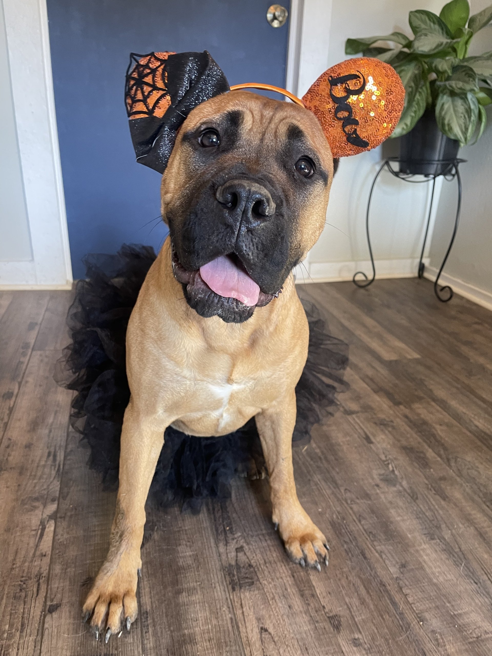 Boarding River Retriever Kennels Paducah, KY