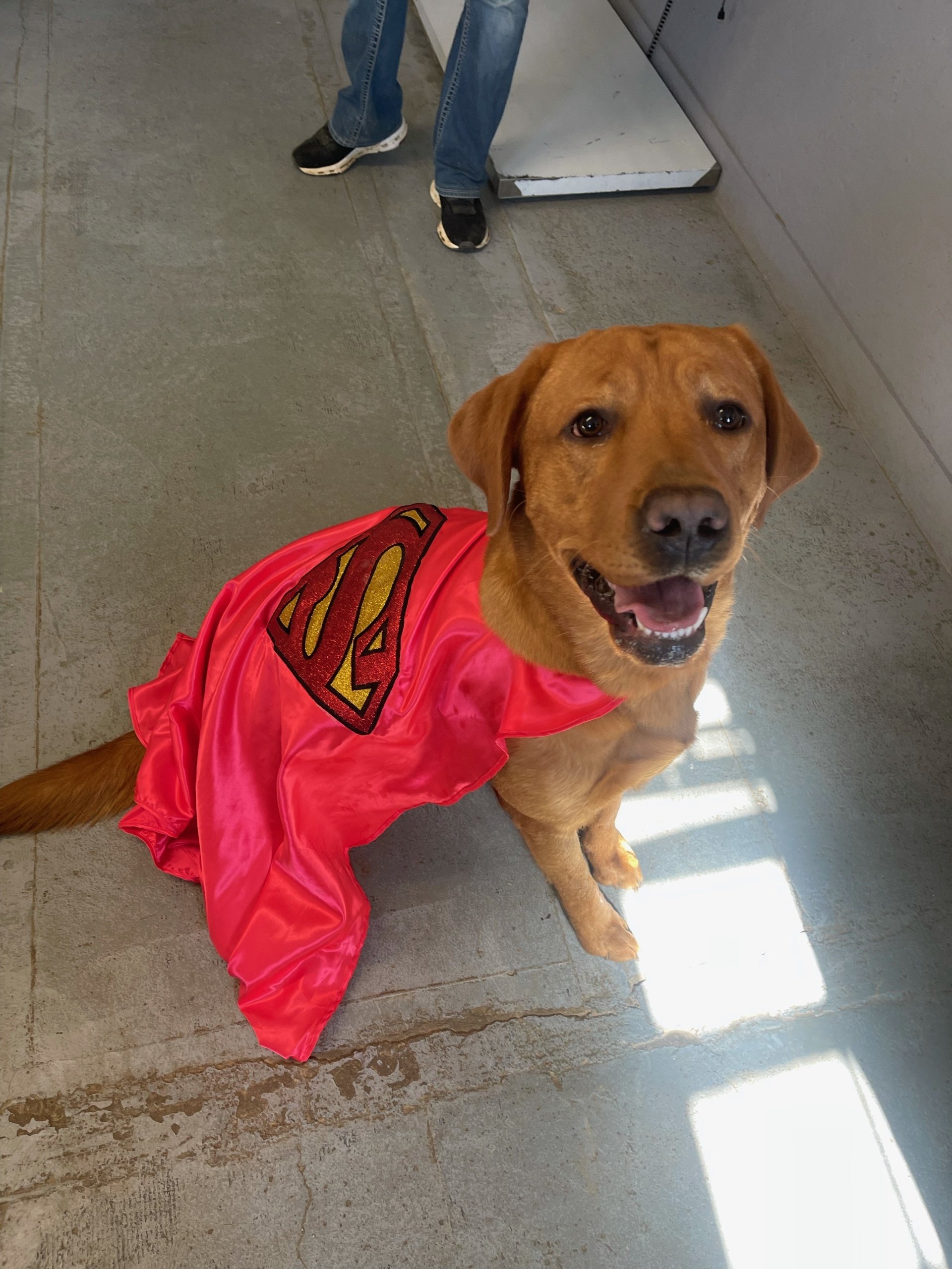 River Retriever Kennels Boarding, Daycare, Training Paducah, KY