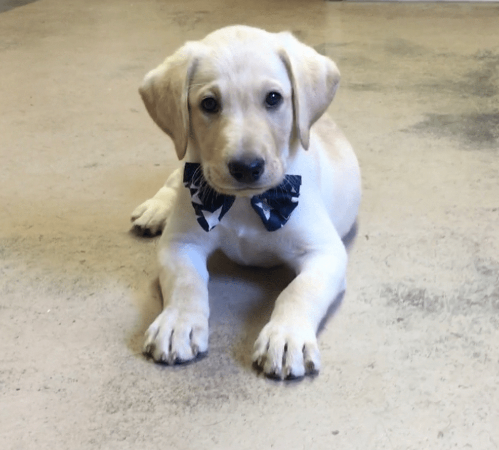 Boarding River Retriever Kennels Paducah, KY