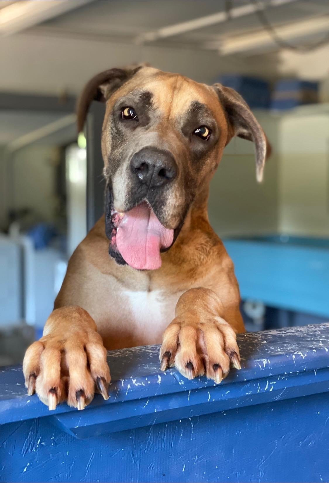 River Retriever Kennels Boarding, Daycare, Training Paducah, KY