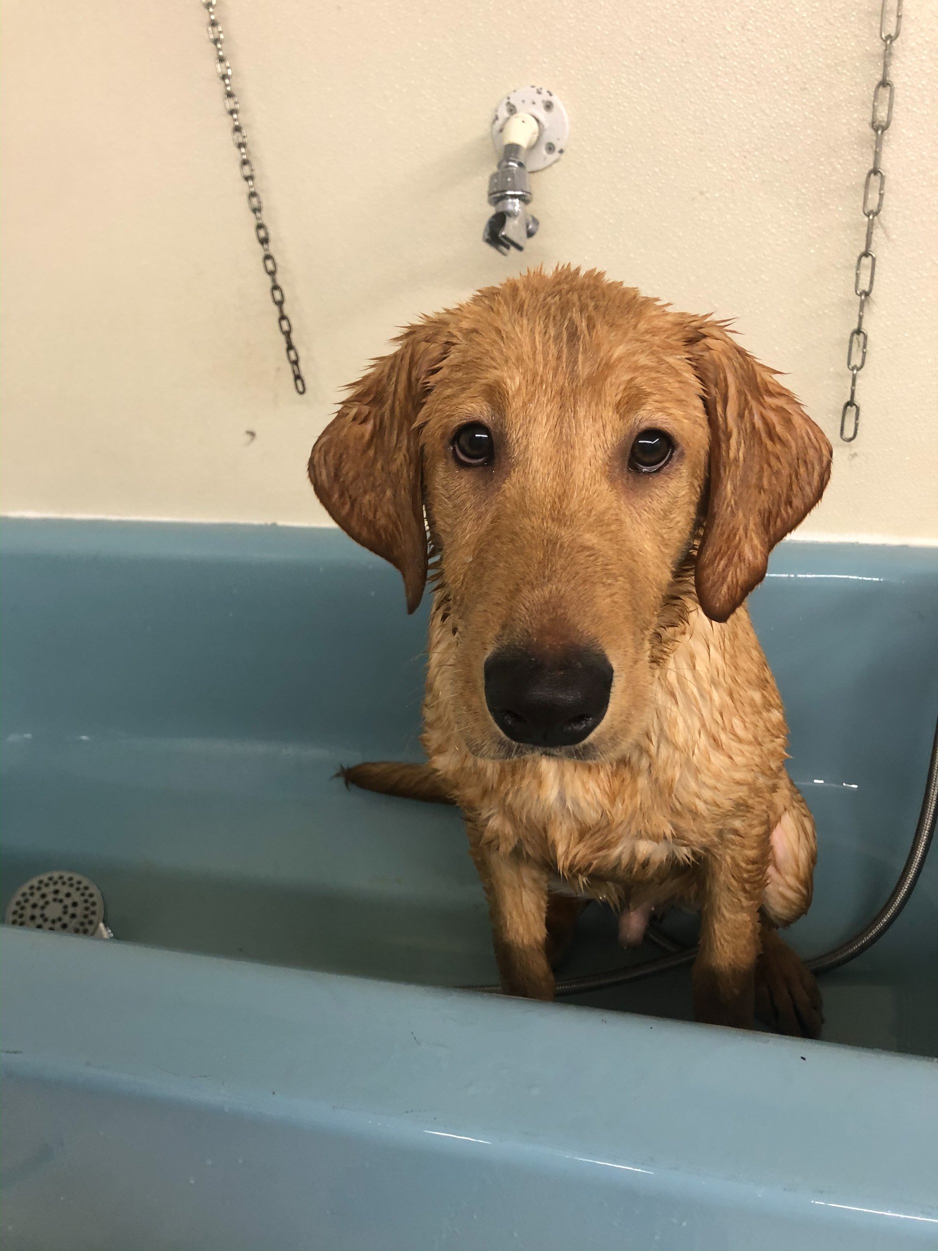 River Retriever Kennels Boarding, Daycare, Training Paducah, KY