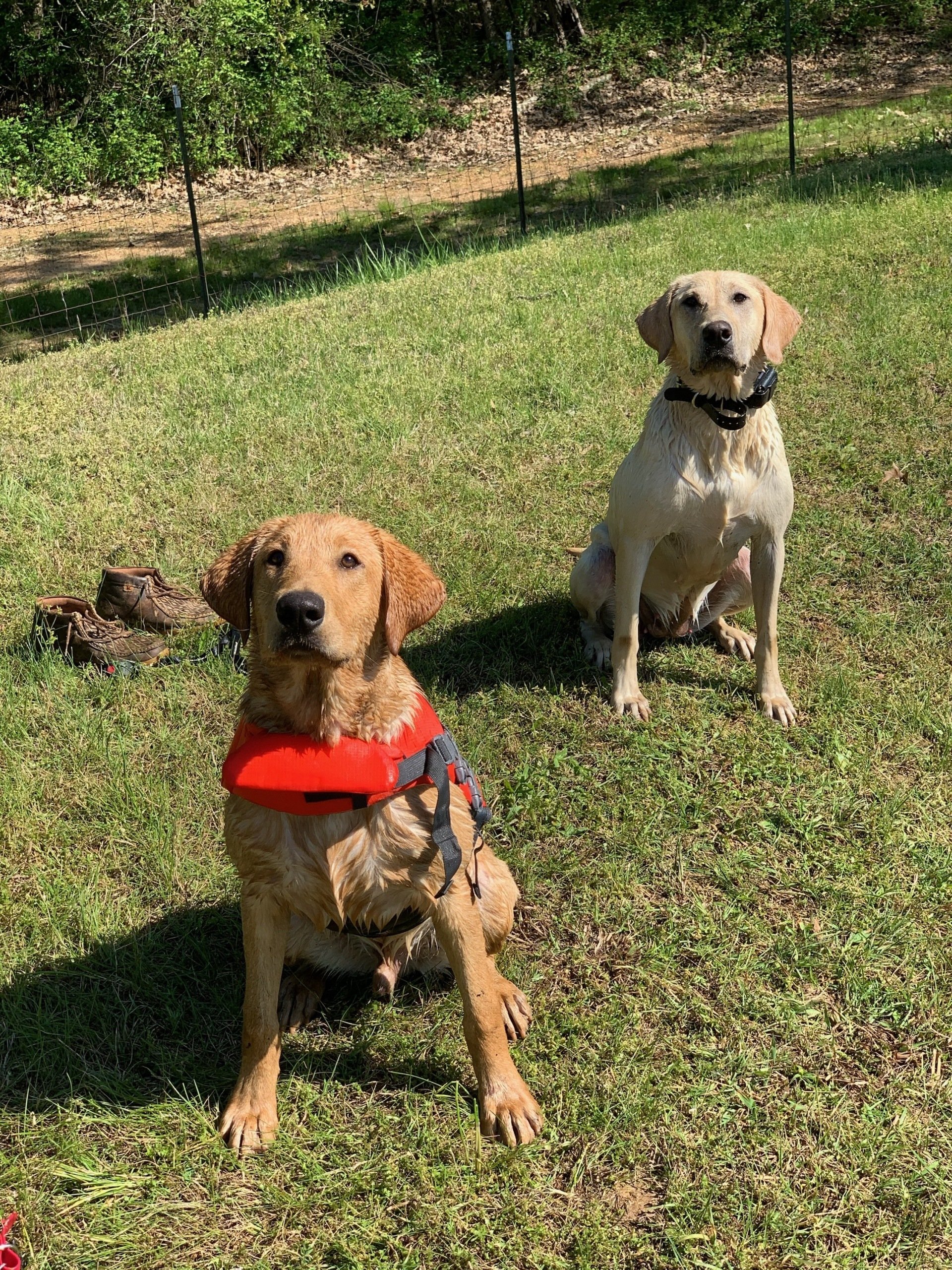 River Retriever Kennels Boarding, Daycare, Training Paducah, KY