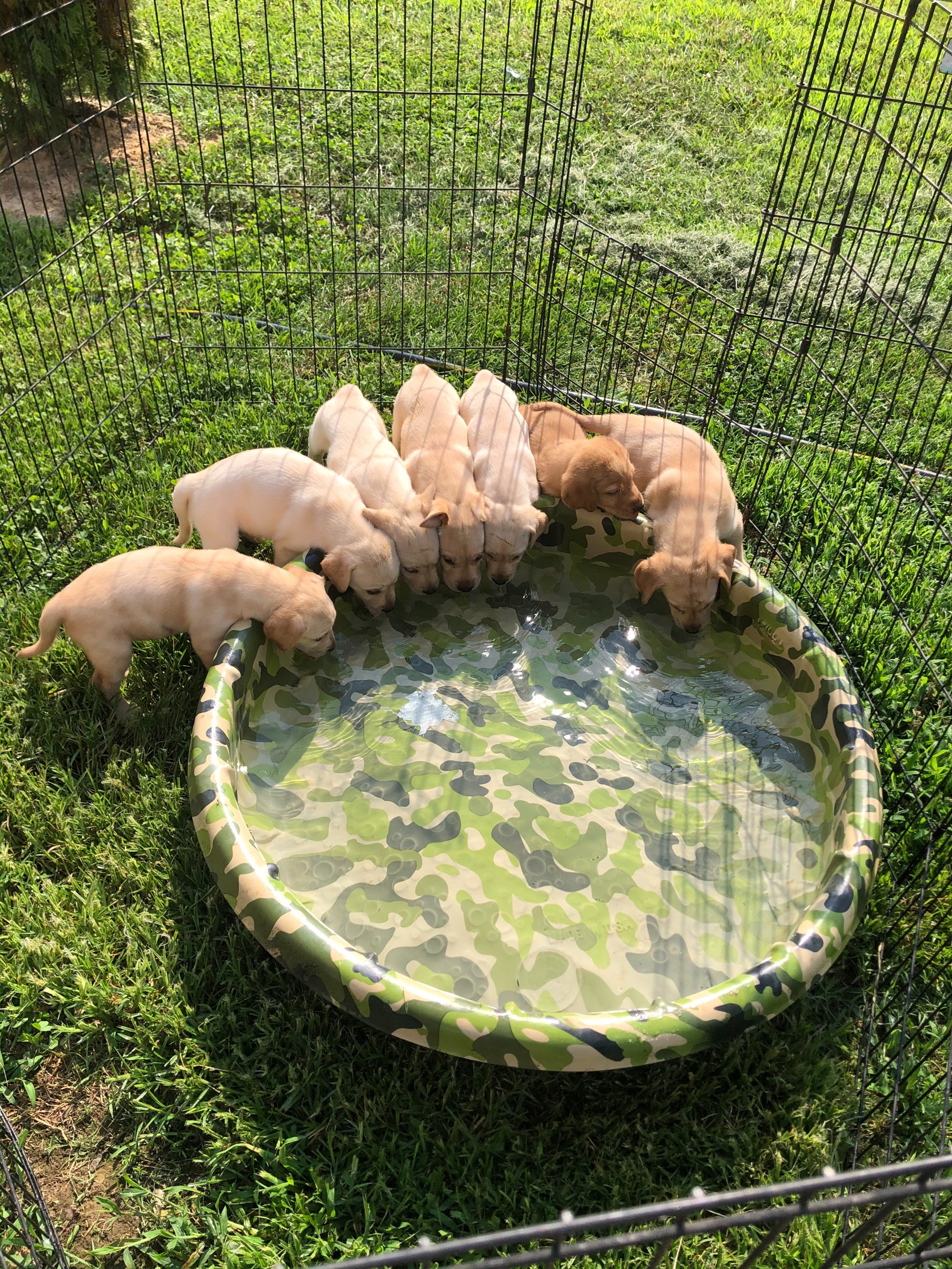 Lab Breeding River Retriever Kennels Paducah, KY