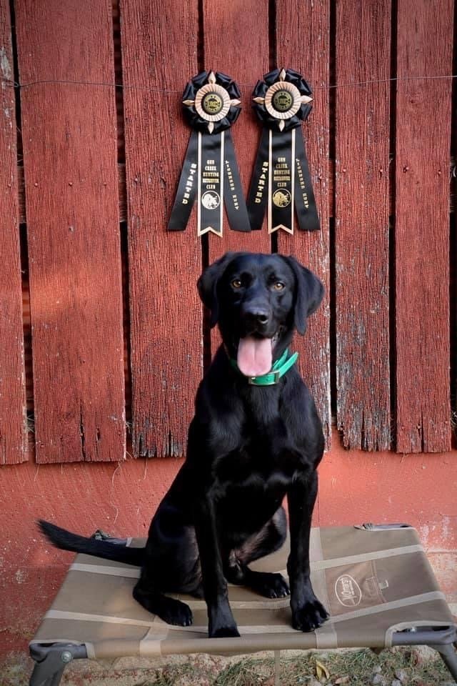 River Retriever Kennels Boarding, Daycare, Training Paducah, KY