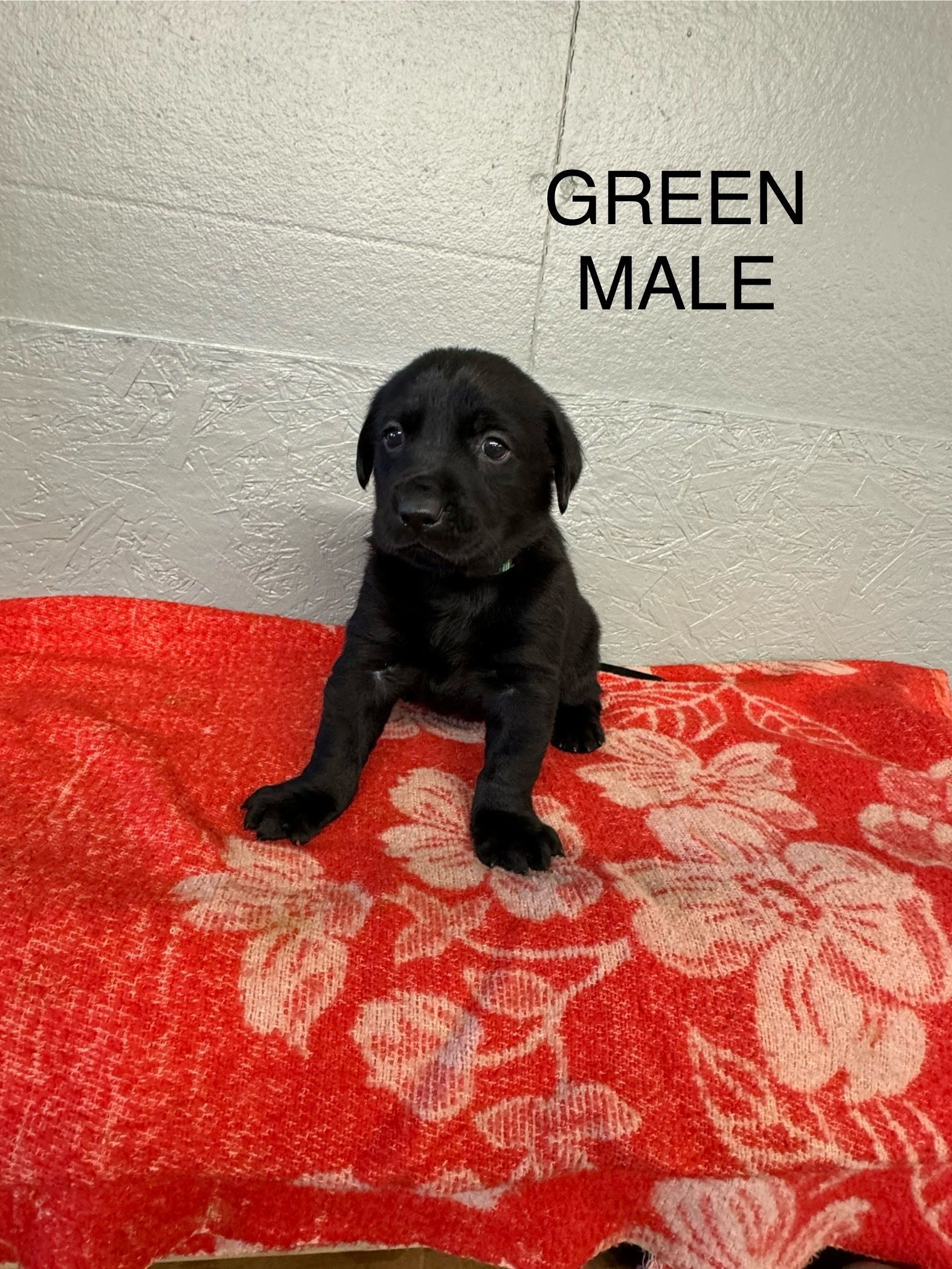 Lab Breeding River Retriever Kennels Paducah, KY
