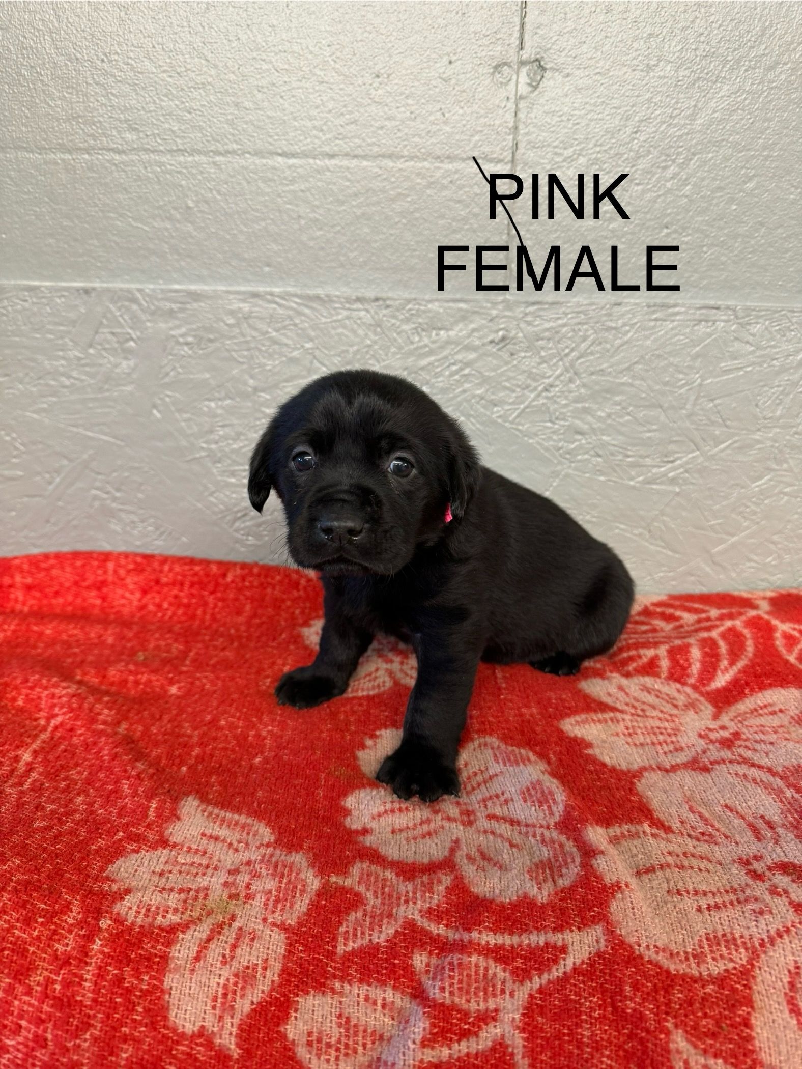 Lab Breeding River Retriever Kennels Paducah, KY