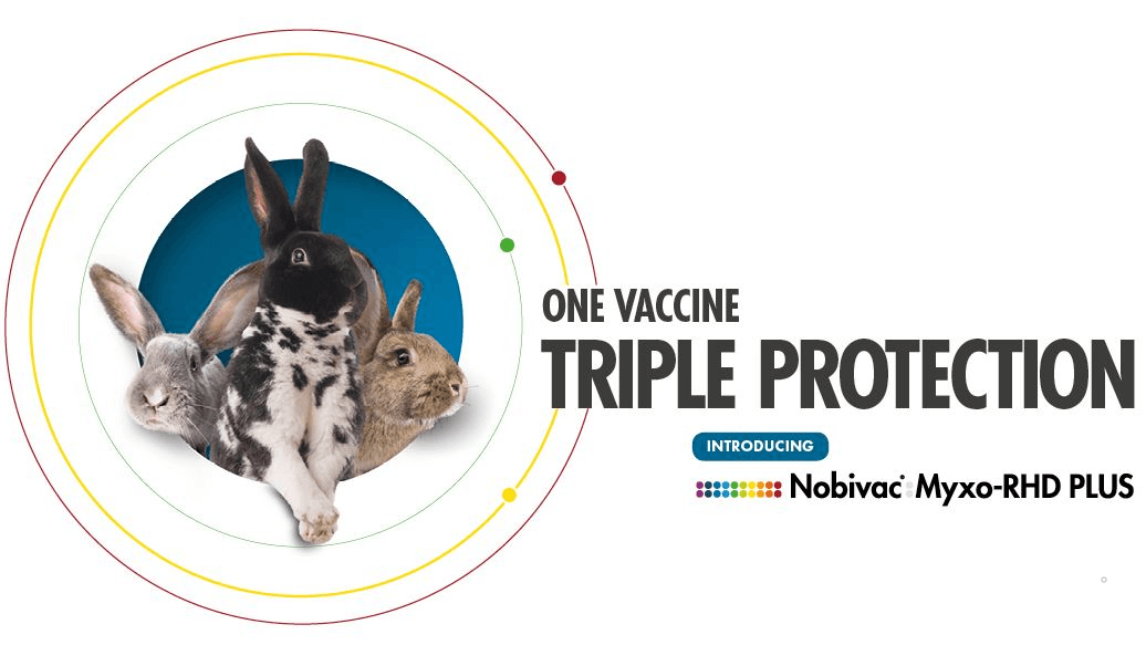 Rabbit Hotel Vaccines