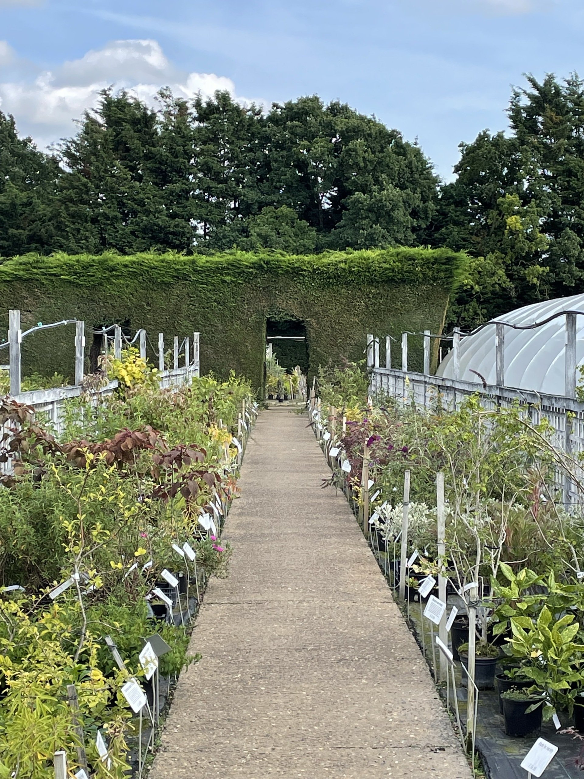 Swann Nursery Local Nursery Suffolk