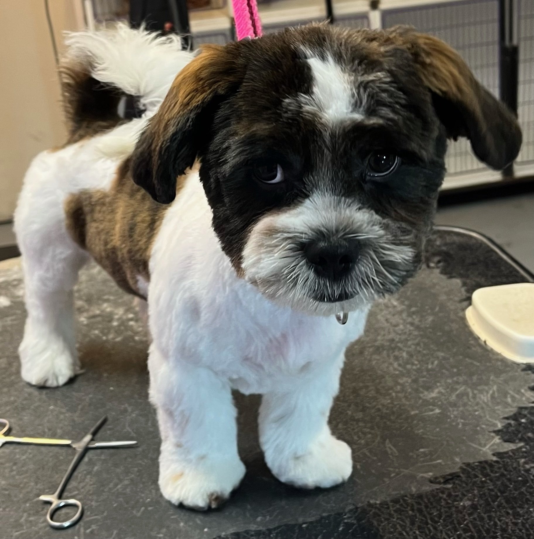 Pet Groomer in Las Vegas, NV Calling All Paws