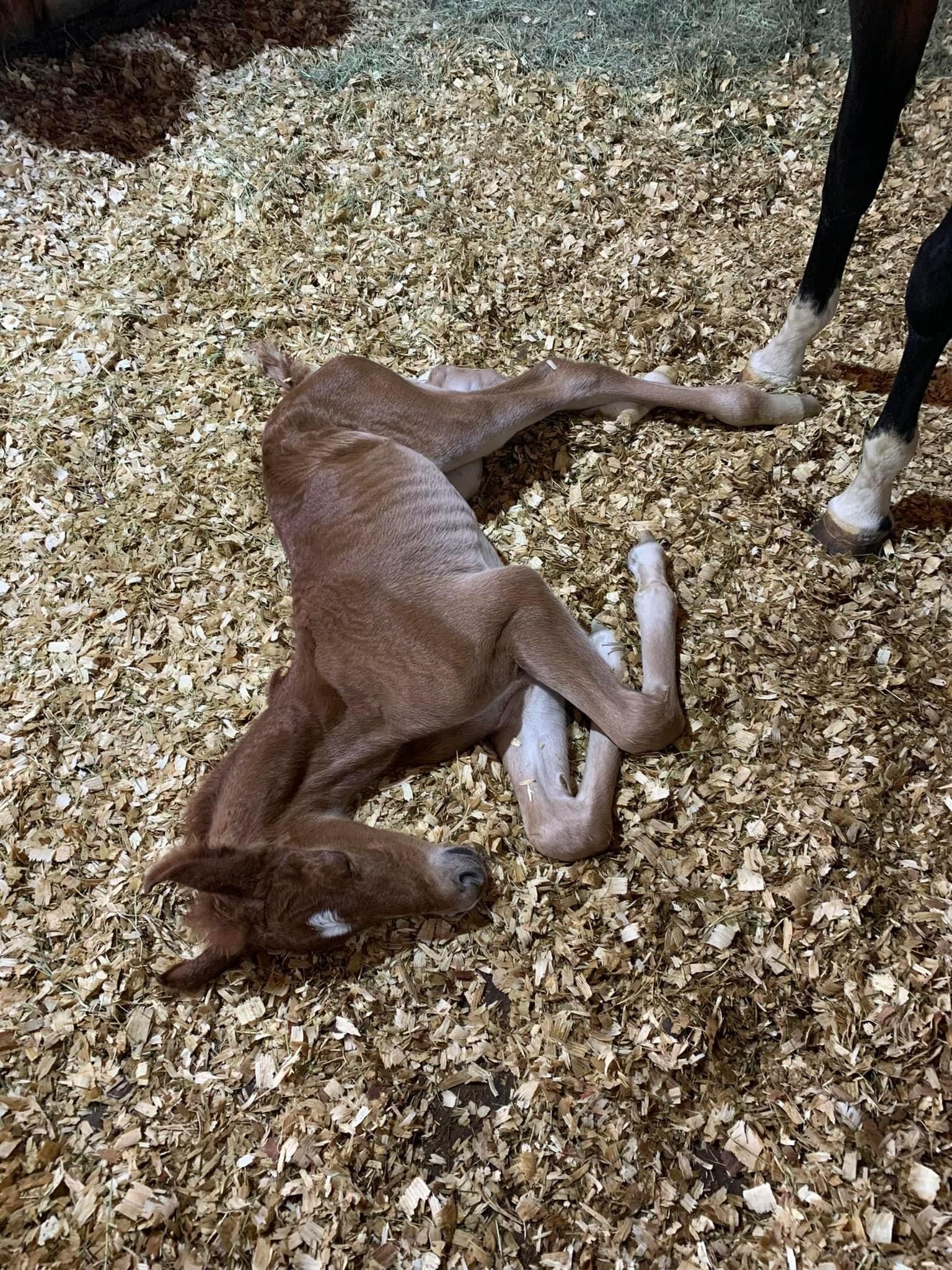 Vantage Point Farm Barn News • Horseback Riding • Tomball, TX