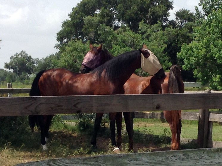 Tomball, TX Horse Breeding Services • Vantage Point Farm