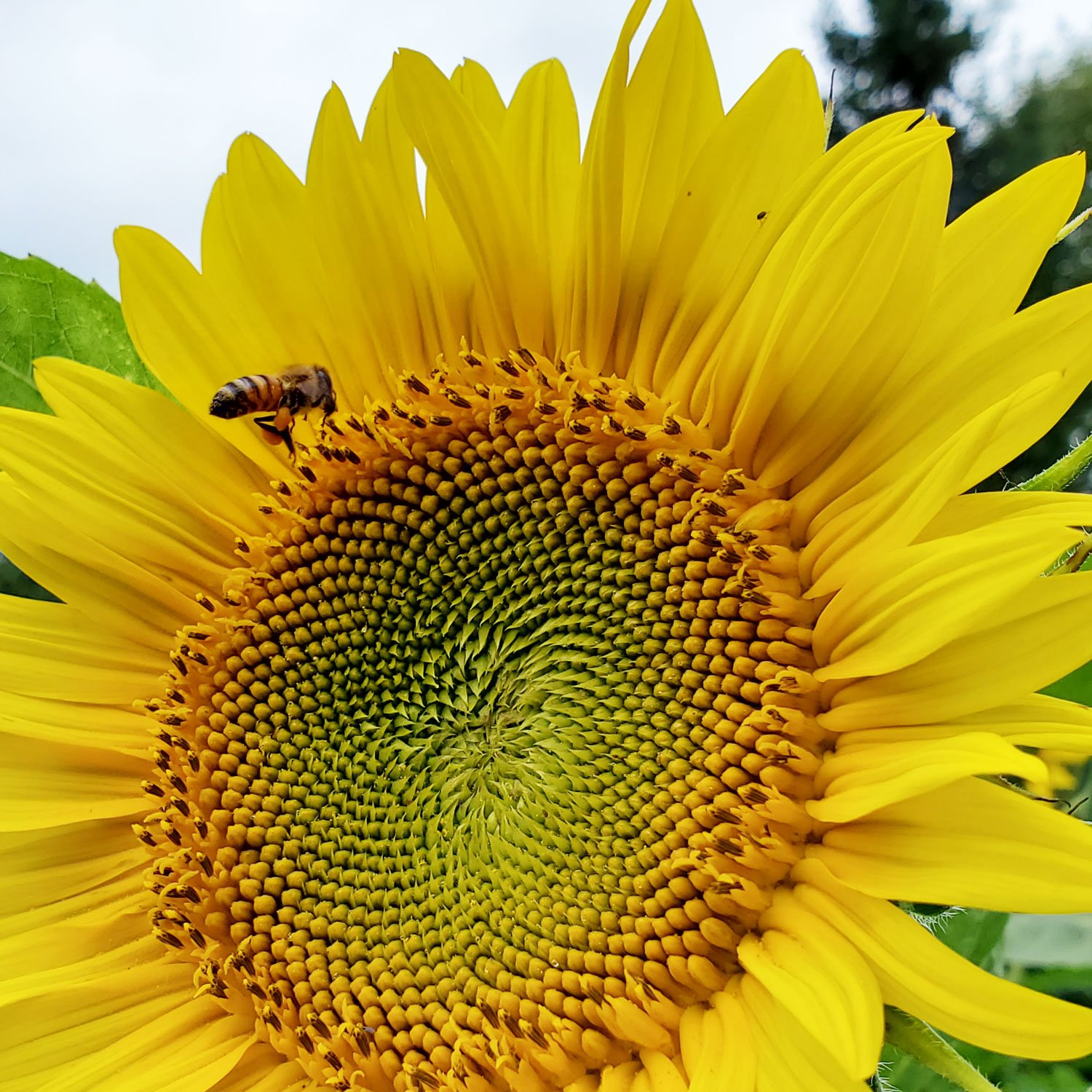 Honey Bee Harmony Honey & Beekeeping Huntsville, Muskoka Tours
