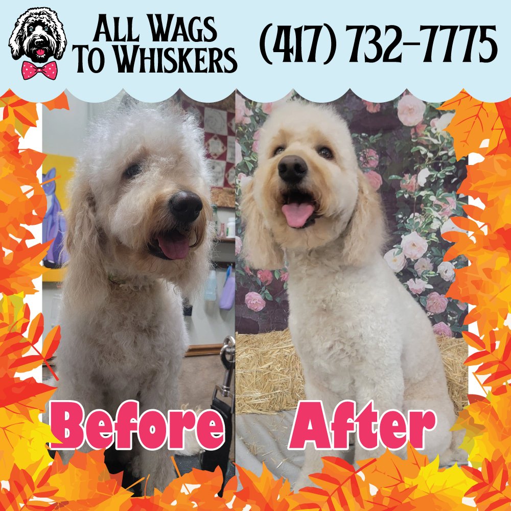 Dog Grooming Springfield, MO