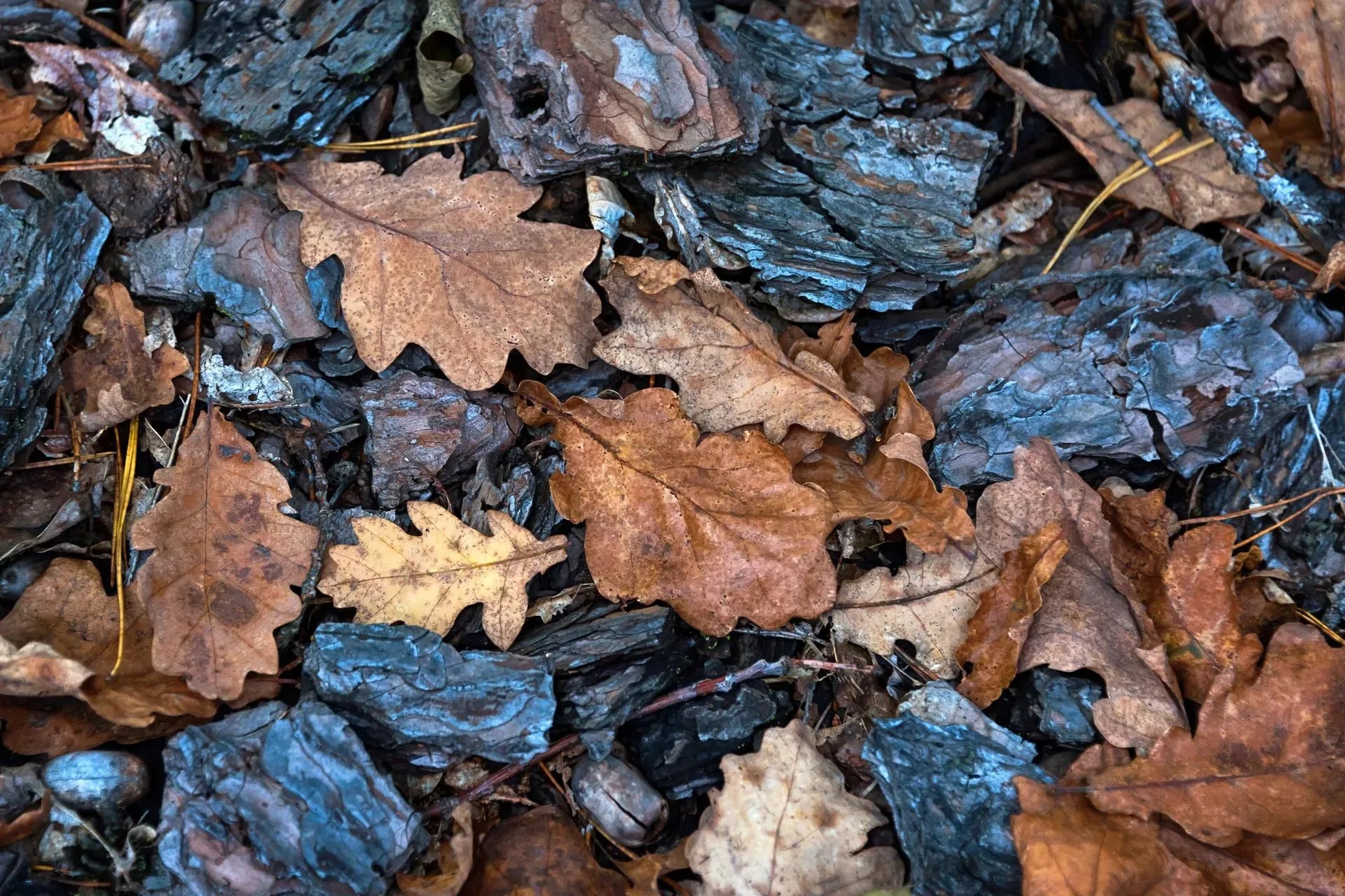 What Are The Best & Worst Types of Trees for Mulch?