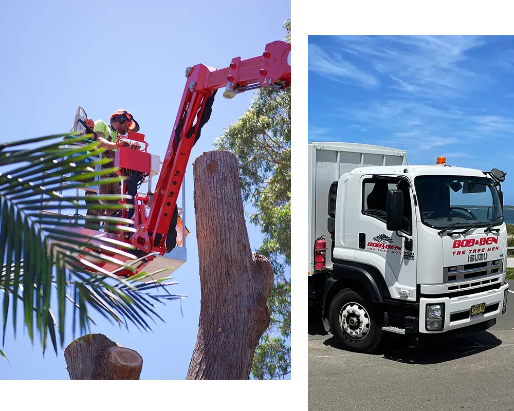 Crane Hire Sutherland Shire Bob & Ben The Tree Men