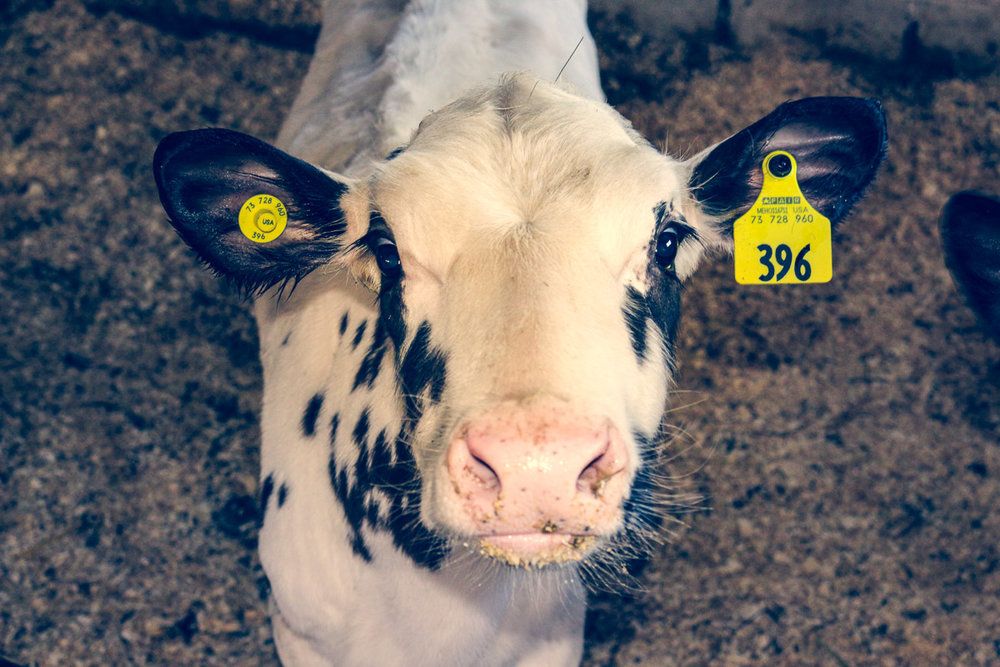 Gallery Hall Farms Dixfield, ME