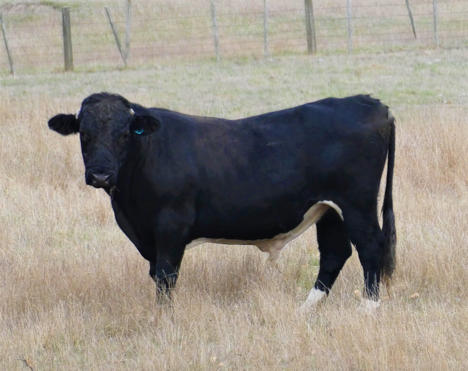 Enderby Cattle New Zealand Cattle Breed