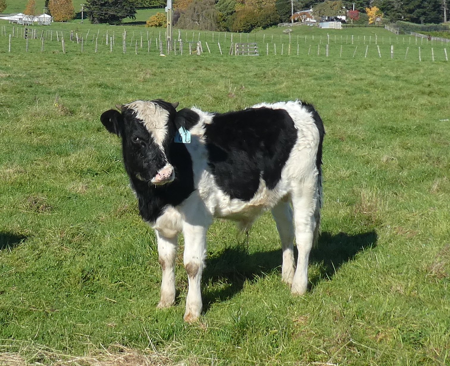 Enderby Cattle New Zealand Cattle Breed