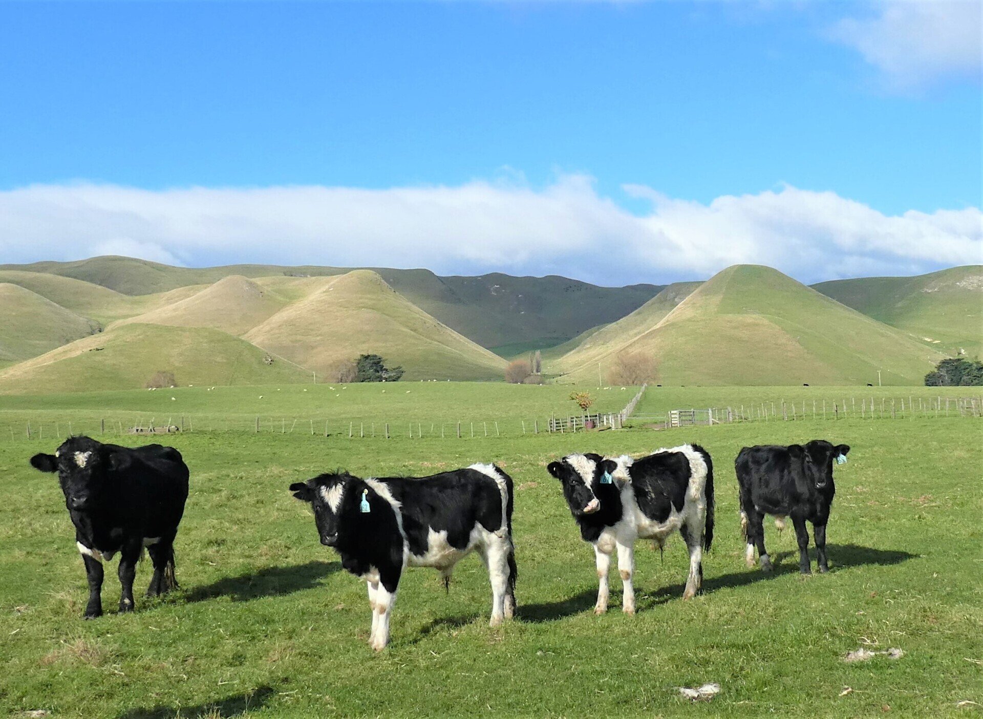 Enderby Cattle New Zealand Cattle Breed