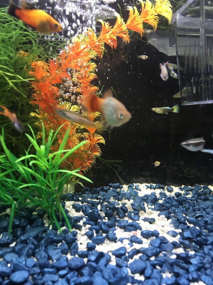 Pet Store Gallery Honolulu, HI Moanalua Pets