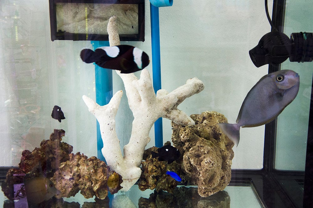 Pet Store Gallery Honolulu, HI Moanalua Pets