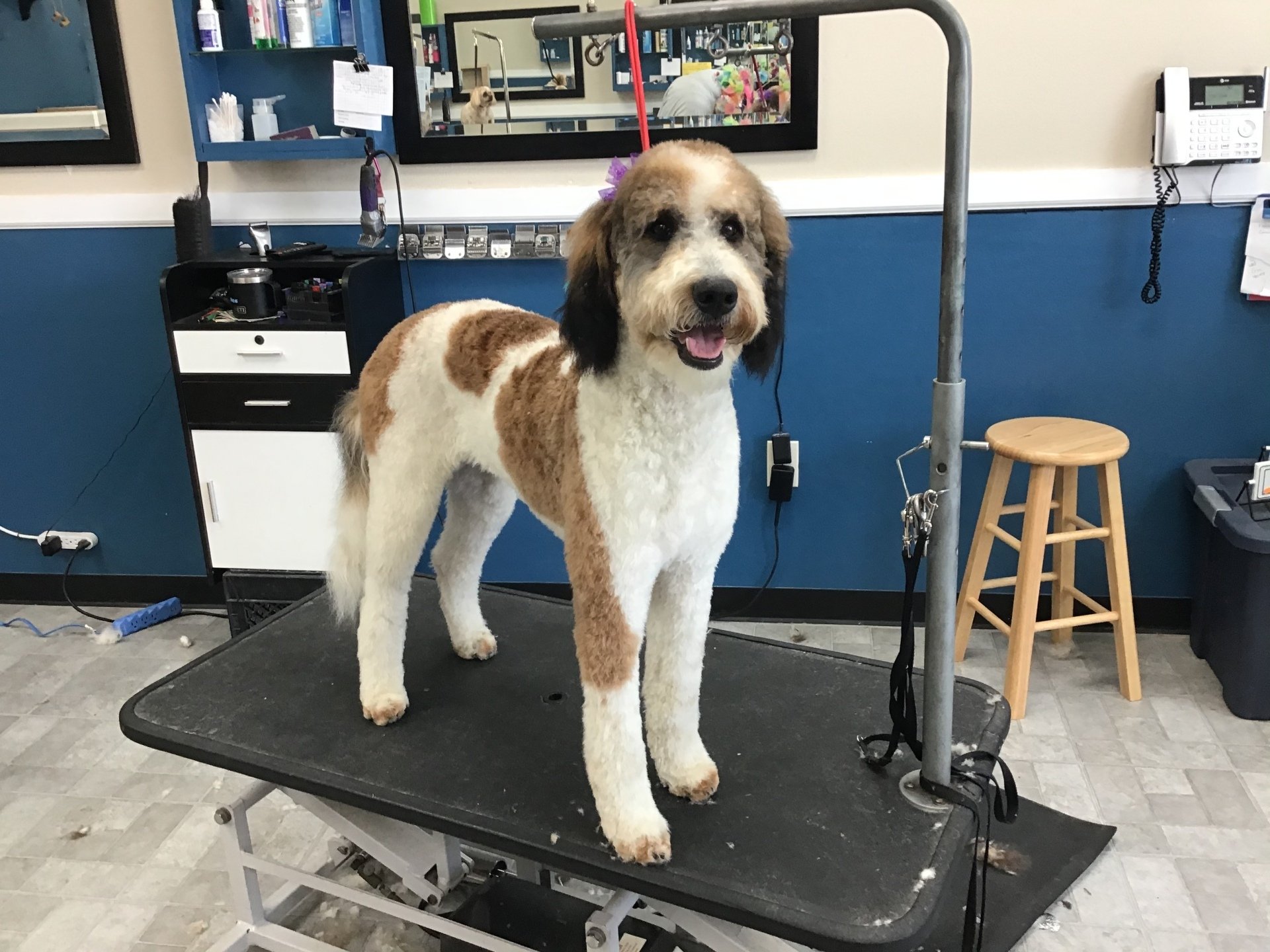 Photo Gallery Yucaipa, CA Styles Pet Grooming
