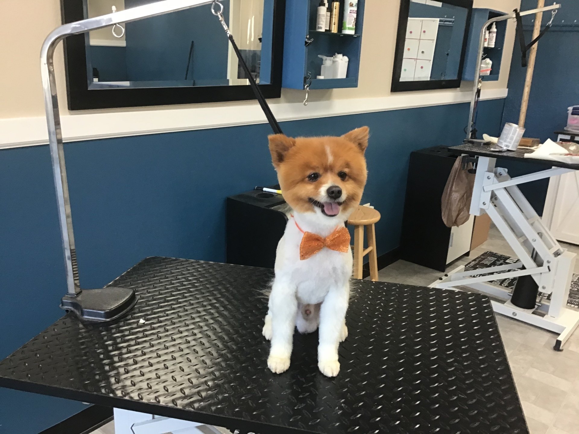 Photo Gallery Yucaipa, CA Styles Pet Grooming