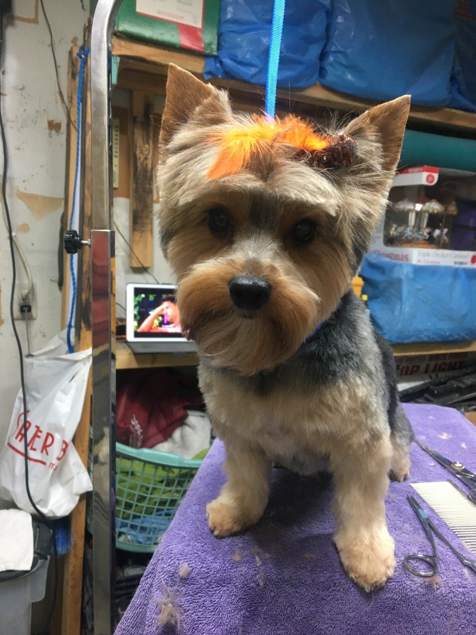 Photo Gallery Yucaipa, CA Styles Pet Grooming
