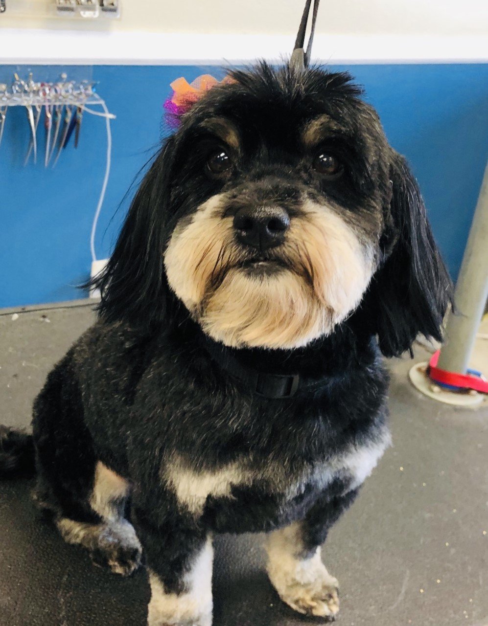 Photo Gallery Yucaipa, CA Styles Pet Grooming